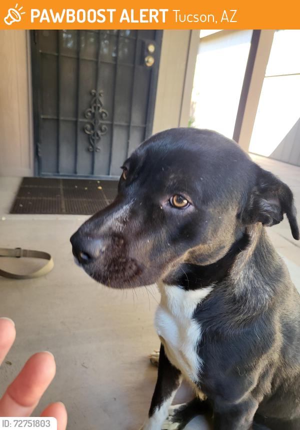 Found/Stray Male Dog last seen Sarnoff and Golf Links, Tucson, AZ 85730