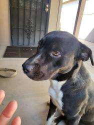Found/Stray Male Dog last seen Sarnoff and Golf Links, Tucson, AZ 85730