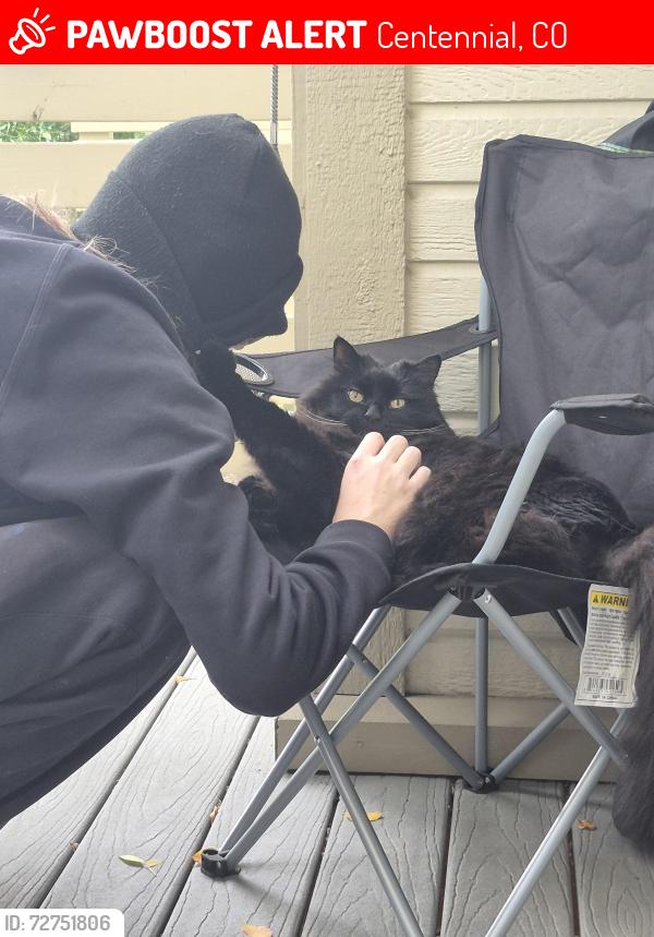 Lost Male Cat last seen Arapahoe and Quebec , Centennial, CO 80112