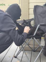 Lost Male Cat last seen Arapahoe and Quebec , Centennial, CO 80112