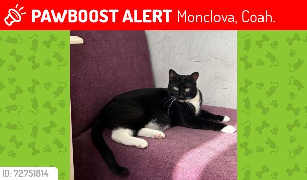 Lost Female Cat last seen Miguel angel, Monclova, Coah. 