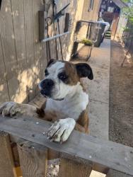 Reunited Female Dog last seen Good Hope, CA 92570, USA, Good Hope, CA 92570