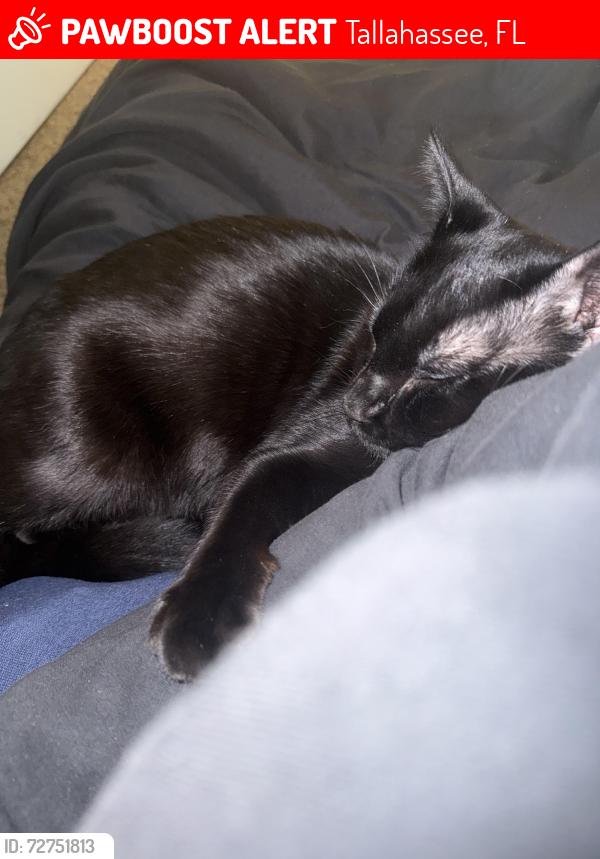 Lost Male Cat last seen Appleyard Drive or Mcdonalds, Tallahassee, FL 32304