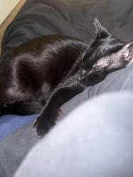 Lost Male Cat last seen Appleyard Drive or Mcdonalds, Tallahassee, FL 32304