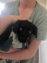 Found/Stray Male Dog last seen Creat Avenue in Arlanza area, Riverside, CA 92503
