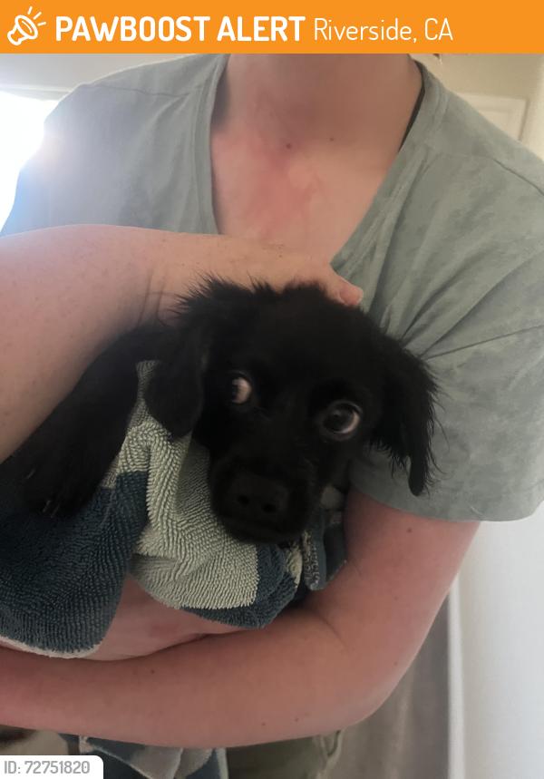 Found/Stray Male Dog last seen Creat Avenue in Arlanza area, Riverside, CA 92503