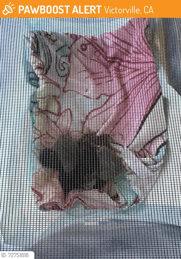 Found/Stray Unknown Cat last seen Amber , Victorville, CA 92394