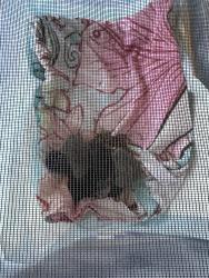 Found/Stray Unknown Cat last seen Amber , Victorville, CA 92394