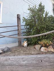 Found/Stray Unknown Cat last seen 6th street and Lake street next to the Brewsters Ice, Huntington Beach, CA 92648
