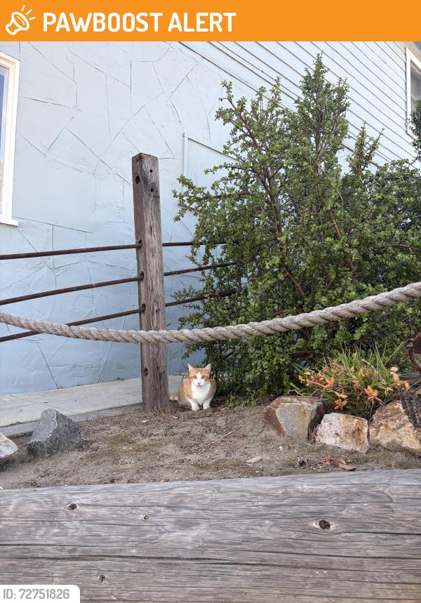 Found/Stray Unknown Cat last seen 6th street and Lake street next to the Brewsters Ice, Huntington Beach, CA 92648