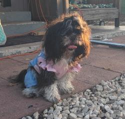Found/Stray Unknown Dog last seen Vance Jackson and Frost St, San Antonio, TX 78201