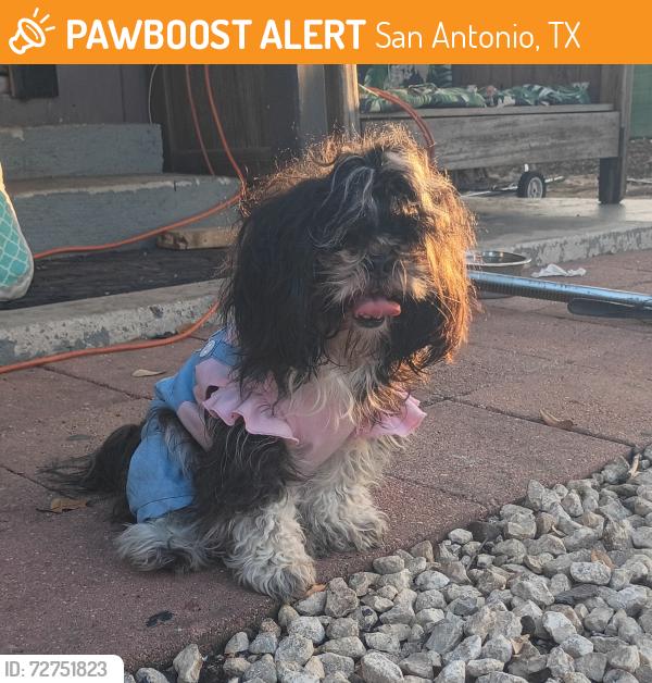 Found/Stray Unknown Dog last seen Vance Jackson and Frost St, San Antonio, TX 78201