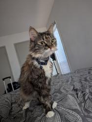 Lost Female Cat last seen Tucker-Norcross Street, Tucker, GA 30084
