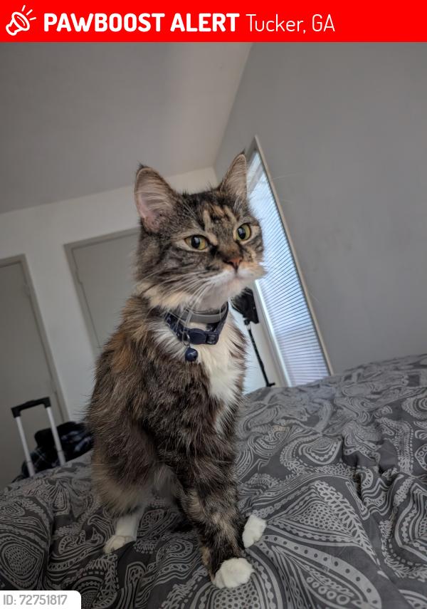 Lost Female Cat last seen Tucker-Norcross Street, Tucker, GA 30084