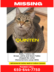 Lost Male Cat last seen Whitemarsh @ Indian Canyon, Austin, TX 78746
