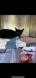Lost Male Cat last seen Cs Across from goodwill on pch., Long Beach, CA 90806