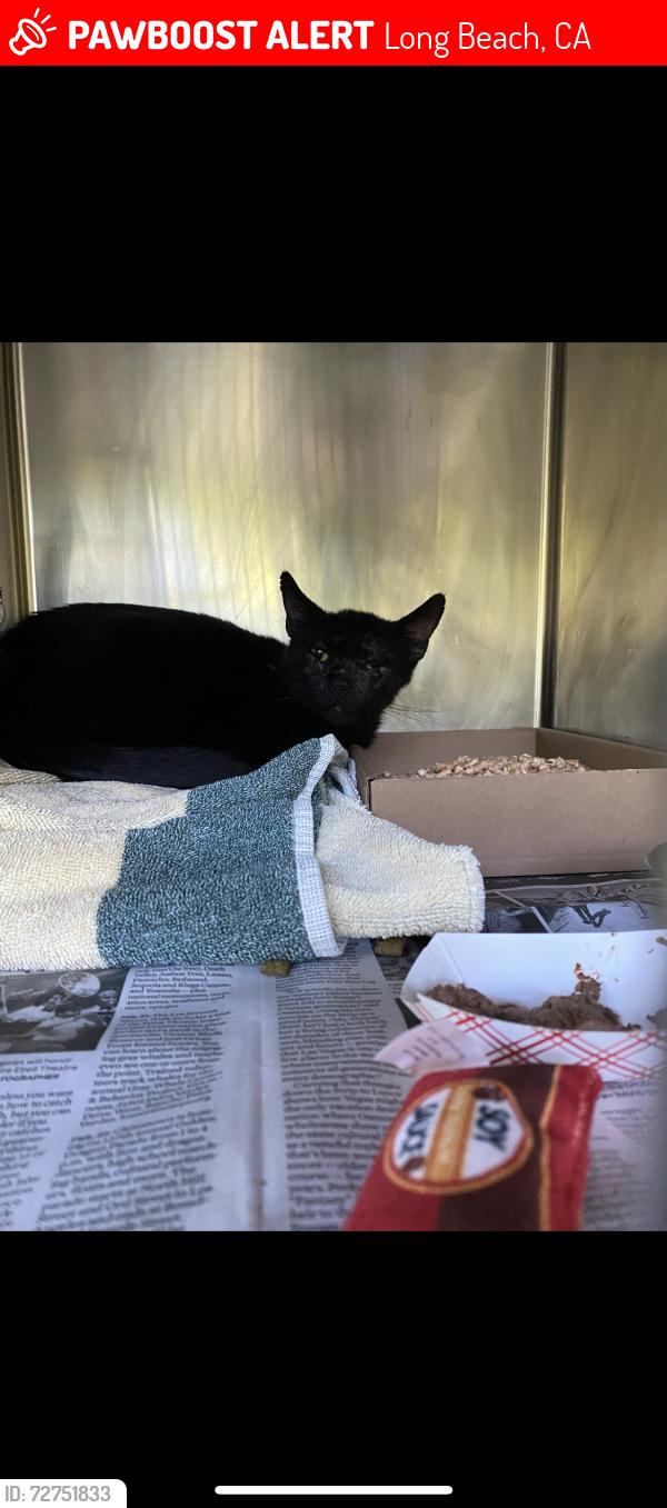 Lost Male Cat last seen Cs Across from goodwill on pch., Long Beach, CA 90806