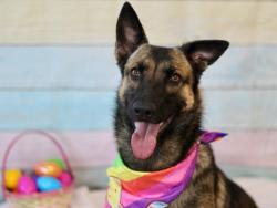 Shelter Stray Female Dog last seen , Los Angeles, CA 90025