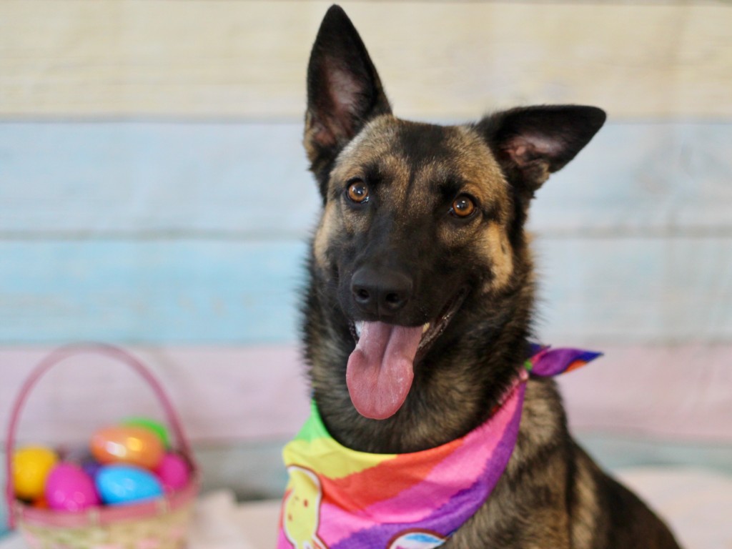 Shelter Stray Female Dog last seen , Los Angeles, CA 90025