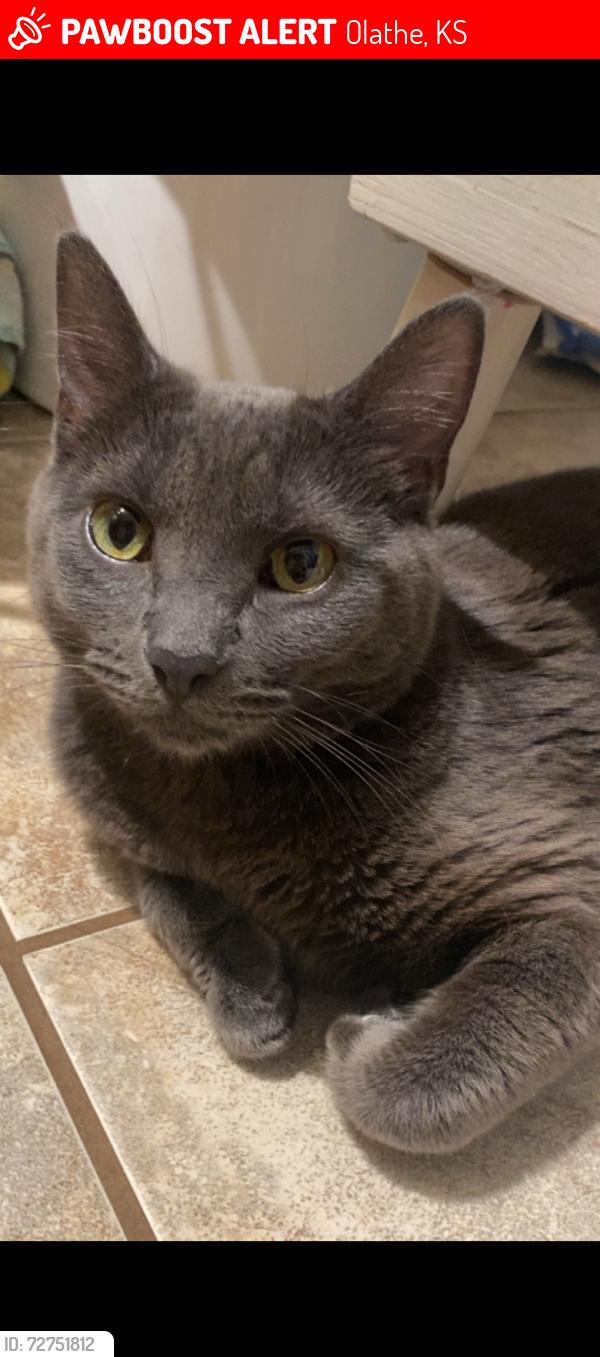 Lost Female Cat last seen Frontier Park, MAA 128 apmts, Pioneer Trail Middle School, Olathe, KS 66062