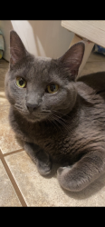 Lost Female Cat last seen Frontier Park, MAA 128 apmts, Pioneer Trail Middle School, Olathe, KS 66062