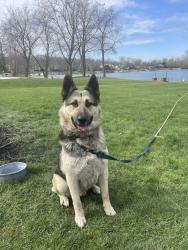 Found/Stray Male Dog last seen Kessler Blvd E. and 56th, Indianapolis, IN 46226