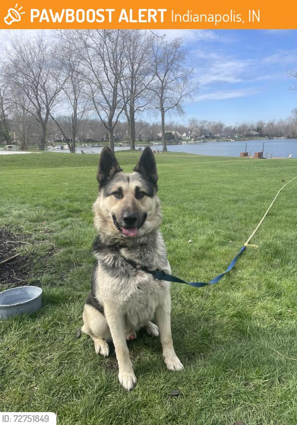 Found/Stray Male Dog last seen Kessler Blvd E. and 56th, Indianapolis, IN 46226