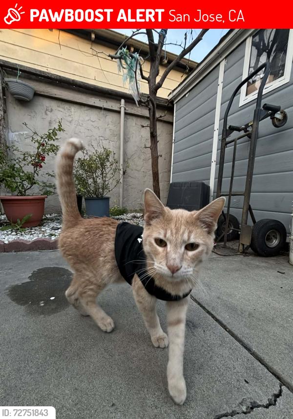 Lost Male Cat last seen E San Fernando street and S 33rd street, San Jose, San Jose, CA 95116