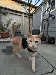 Lost Male Cat last seen E San Fernando street and S 33rd street, San Jose, San Jose, CA 95116