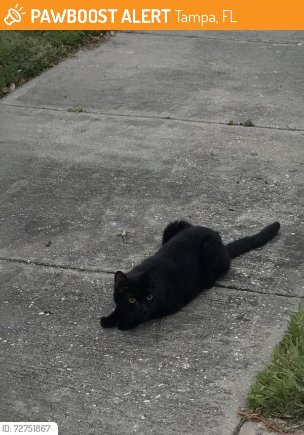 Found/Stray Unknown Cat last seen Willow Ave, Tampa, FL 33606