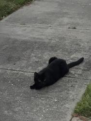 Found/Stray Unknown Cat last seen Willow Ave, Tampa, FL 33606
