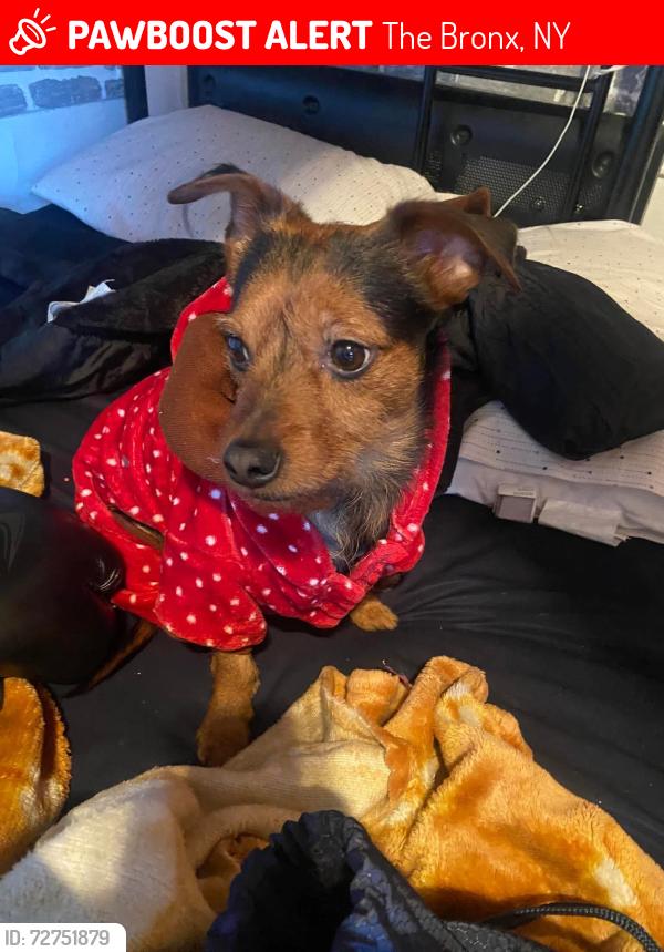 Lost Male Dog last seen Jerome and grand concourse , The Bronx, NY 10468