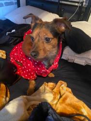 Lost Male Dog last seen Jerome and grand concourse , The Bronx, NY 10468