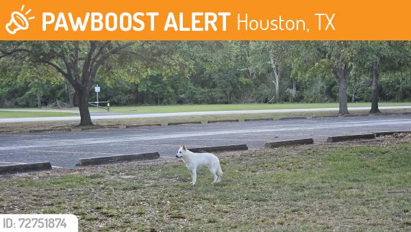 Found/Stray Unknown Dog last seen In Cullen Park West trail, Houston, TX 77084