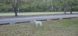 Found/Stray Unknown Dog last seen In Cullen Park West trail, Houston, TX 77084