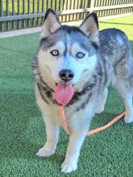 Shelter Stray Male Dog last seen , Los Angeles, CA 90031