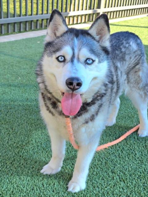 Shelter Stray Male Dog last seen , Los Angeles, CA 90031