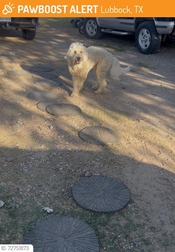 Found/Stray Male Dog last seen Large street by the field , Lubbock, TX 79423