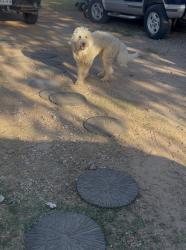 Found/Stray Male Dog last seen Large street by the field , Lubbock, TX 79423