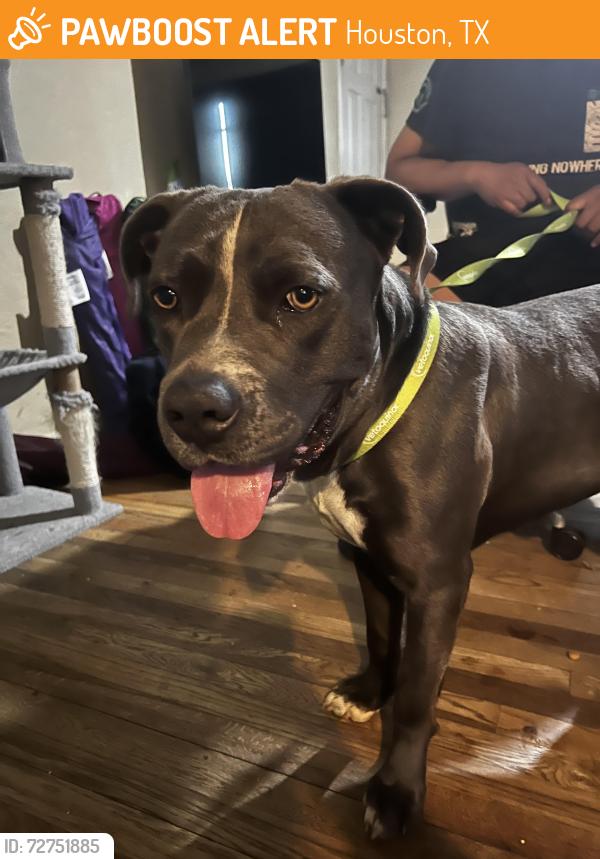 Found/Stray Male Dog last seen Spring Woods High School, Houston, TX 77080