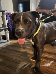 Found/Stray Male Dog last seen Spring Woods High School, Houston, TX 77080