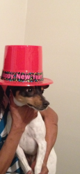 Lost Male Dog last seen Saint Claire Avenue , Cleveland, OH 44120