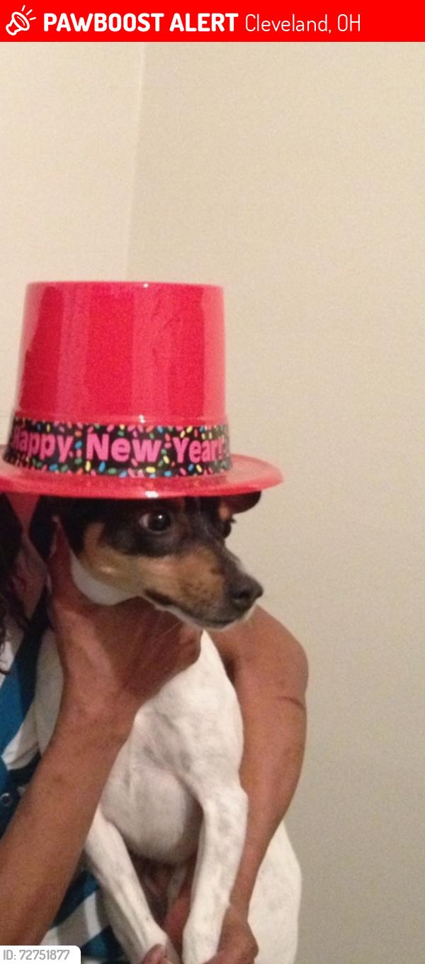 Lost Male Dog last seen Saint Claire Avenue , Cleveland, OH 44120
