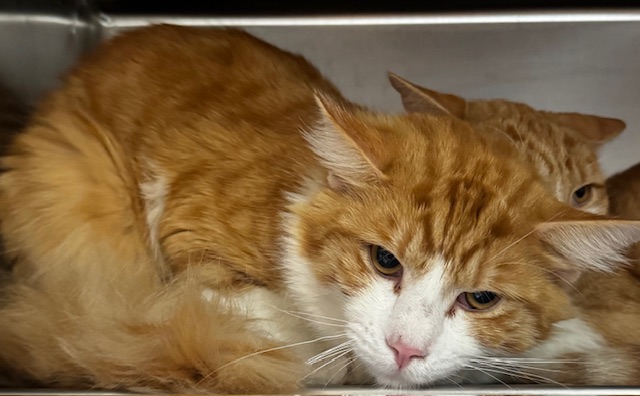 Shelter Stray Male Cat last seen , San Pedro, CA 90731