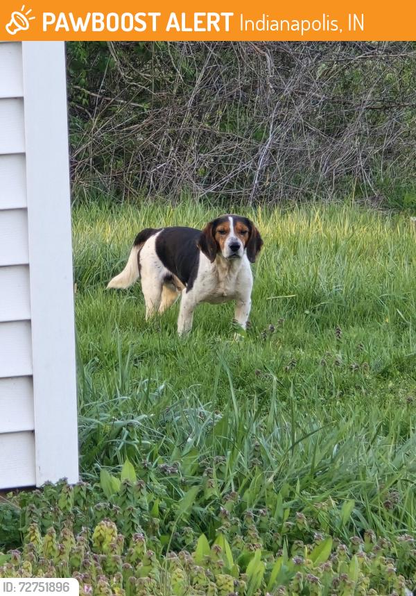 Found/Stray Male Dog last seen Paddock and W Mooresville Rd, Indianapolis, IN 46113