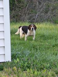 Found/Stray Male Dog last seen Paddock and W Mooresville Rd, Indianapolis, IN 46113