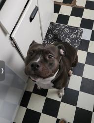 Lost Female Dog last seen Campton, Campton, KY 41301