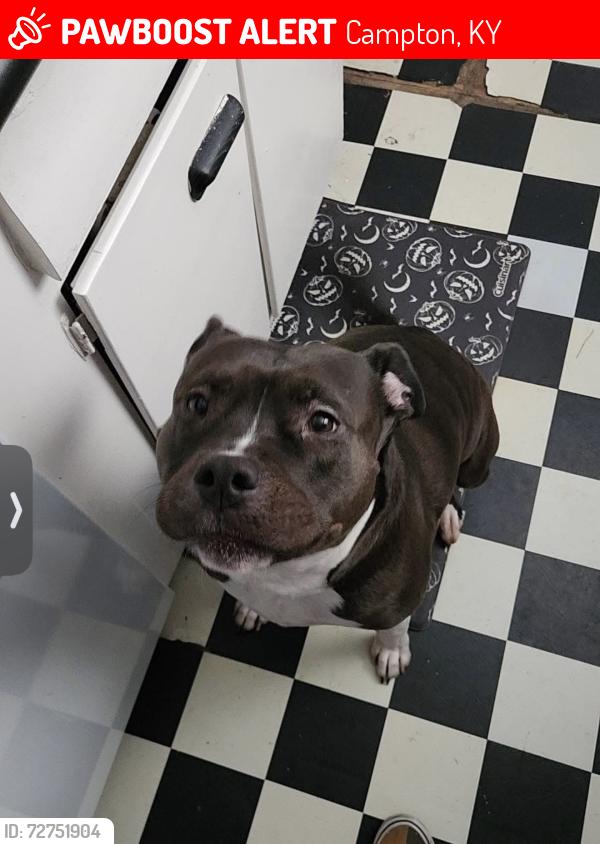 Lost Female Dog last seen Campton, Campton, KY 41301
