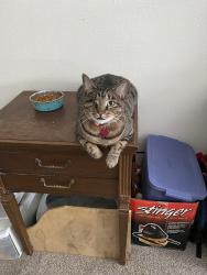 Lost Male Cat last seen Galloway, Mesquite, TX 75150