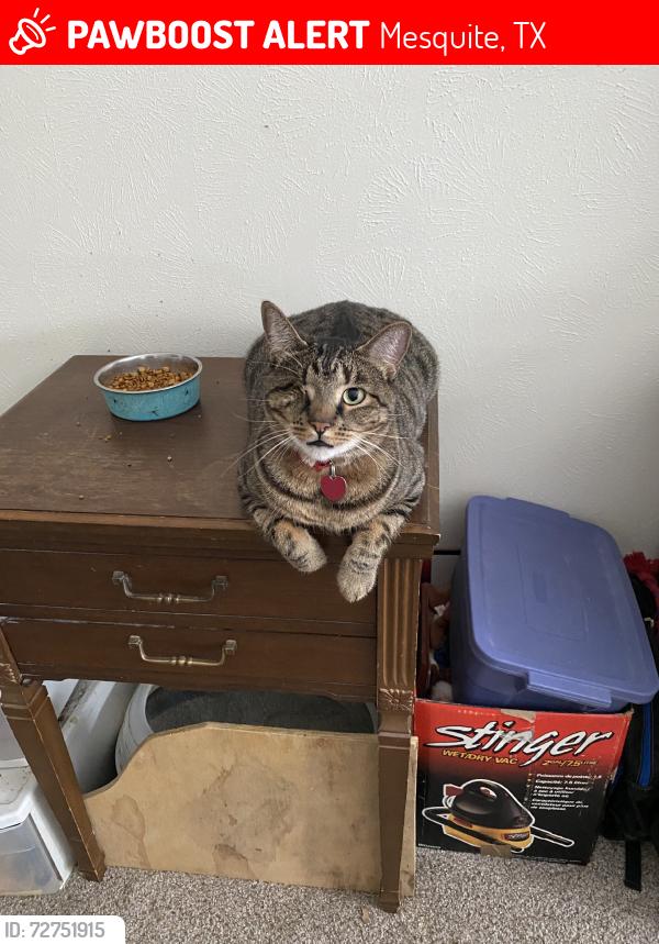 Lost Male Cat last seen Galloway, Mesquite, TX 75150